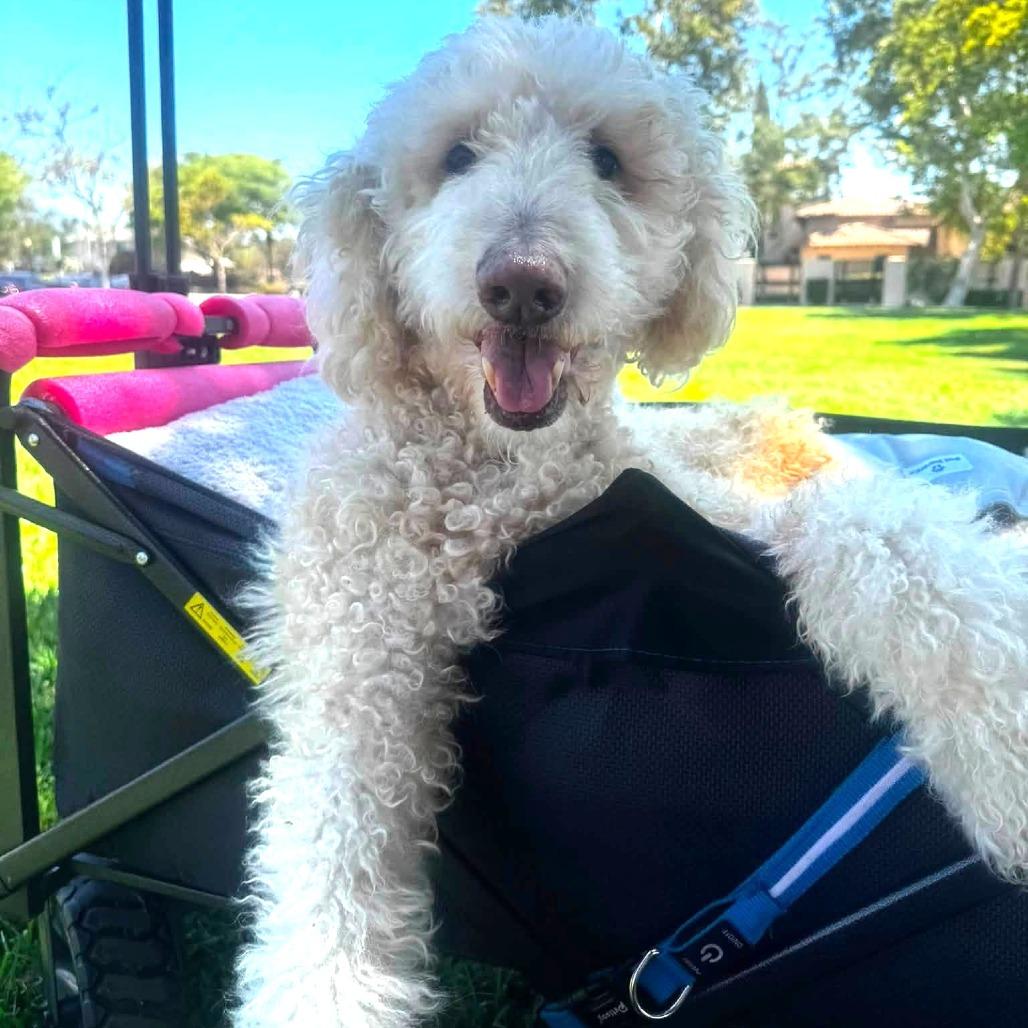 Enlarge String Bean, a Adoptable Standard Poodle in Ramona, CA image 5/6