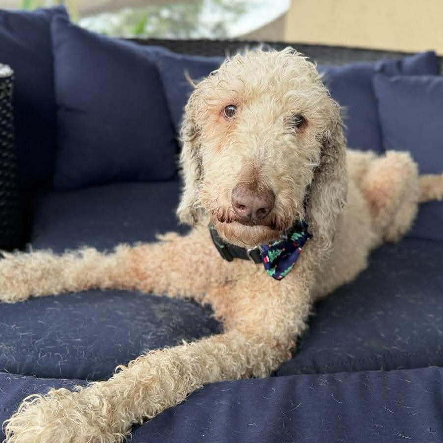 String Bean, a Adoptable Standard Poodle in Ramona, CA image 5/6
