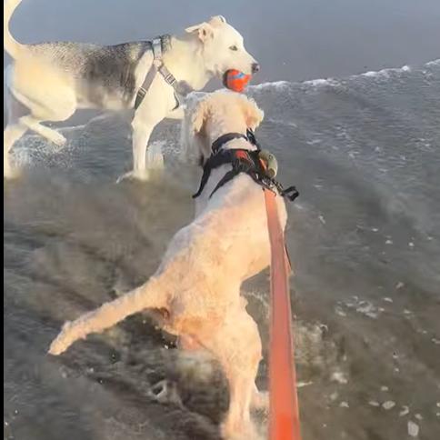 String Bean — thumbnail 6