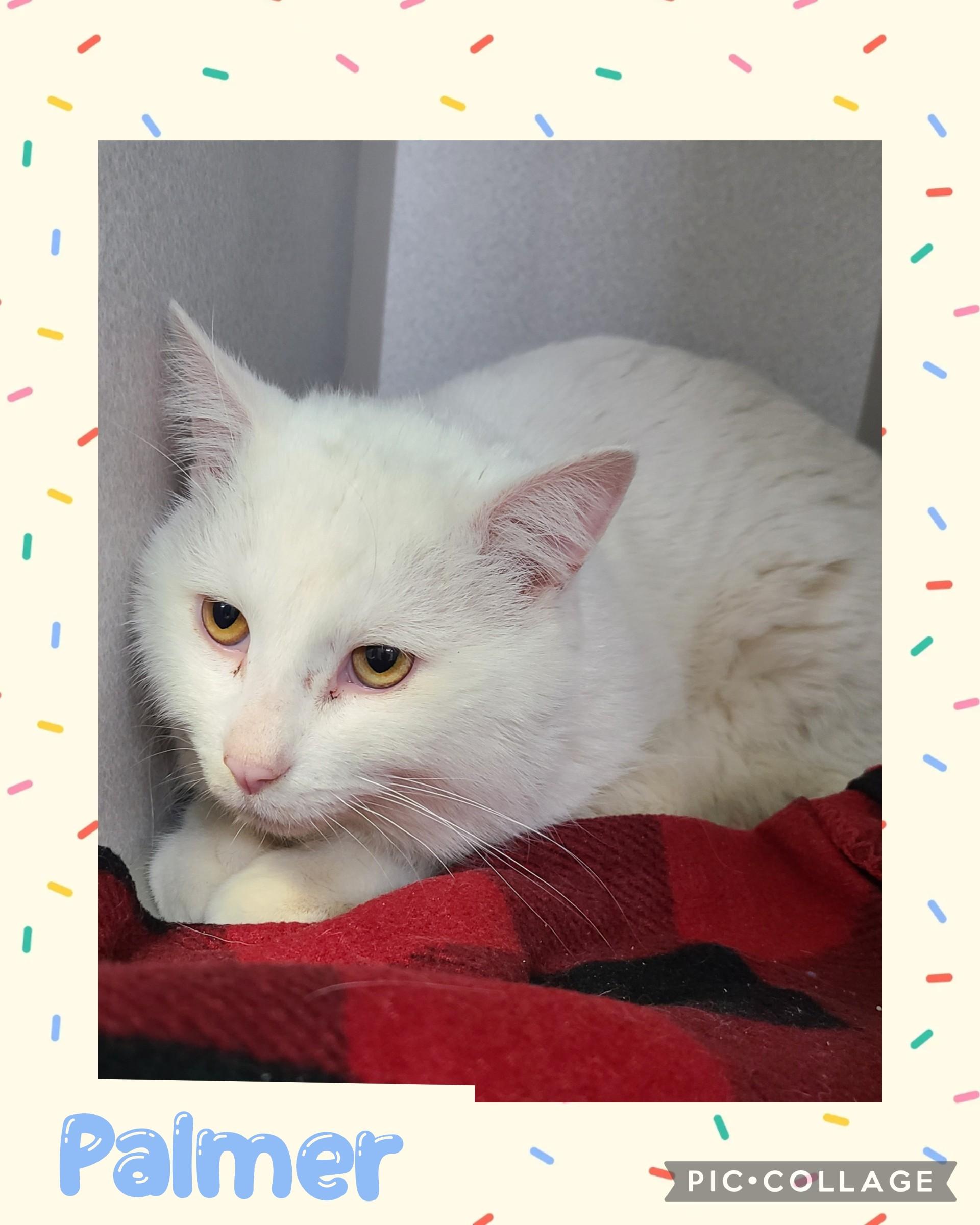 Enlarge Palmer, a ADOPTABLE Domestic Short Hair in Iron River, MI image 1/1