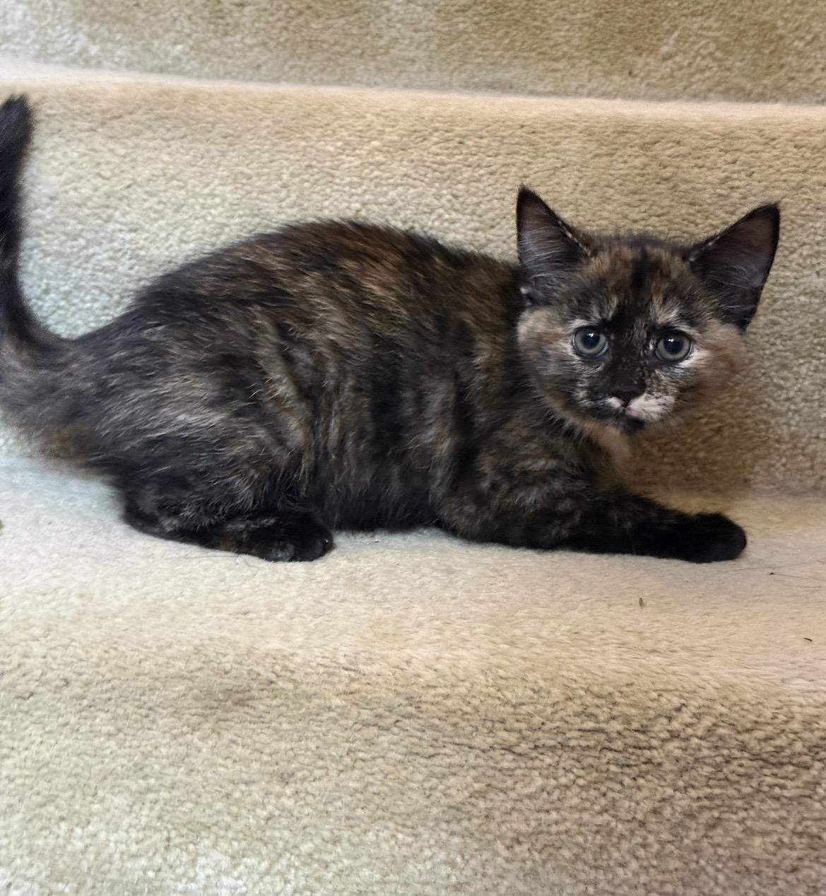 June, an adoptable Tortoiseshell in Kannapolis, NC image 2/4