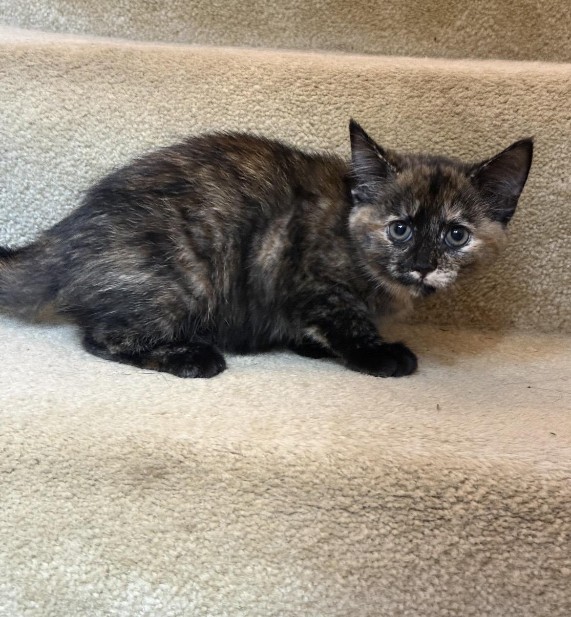 June, an adoptable Tortoiseshell in Kannapolis, NC image 3/4