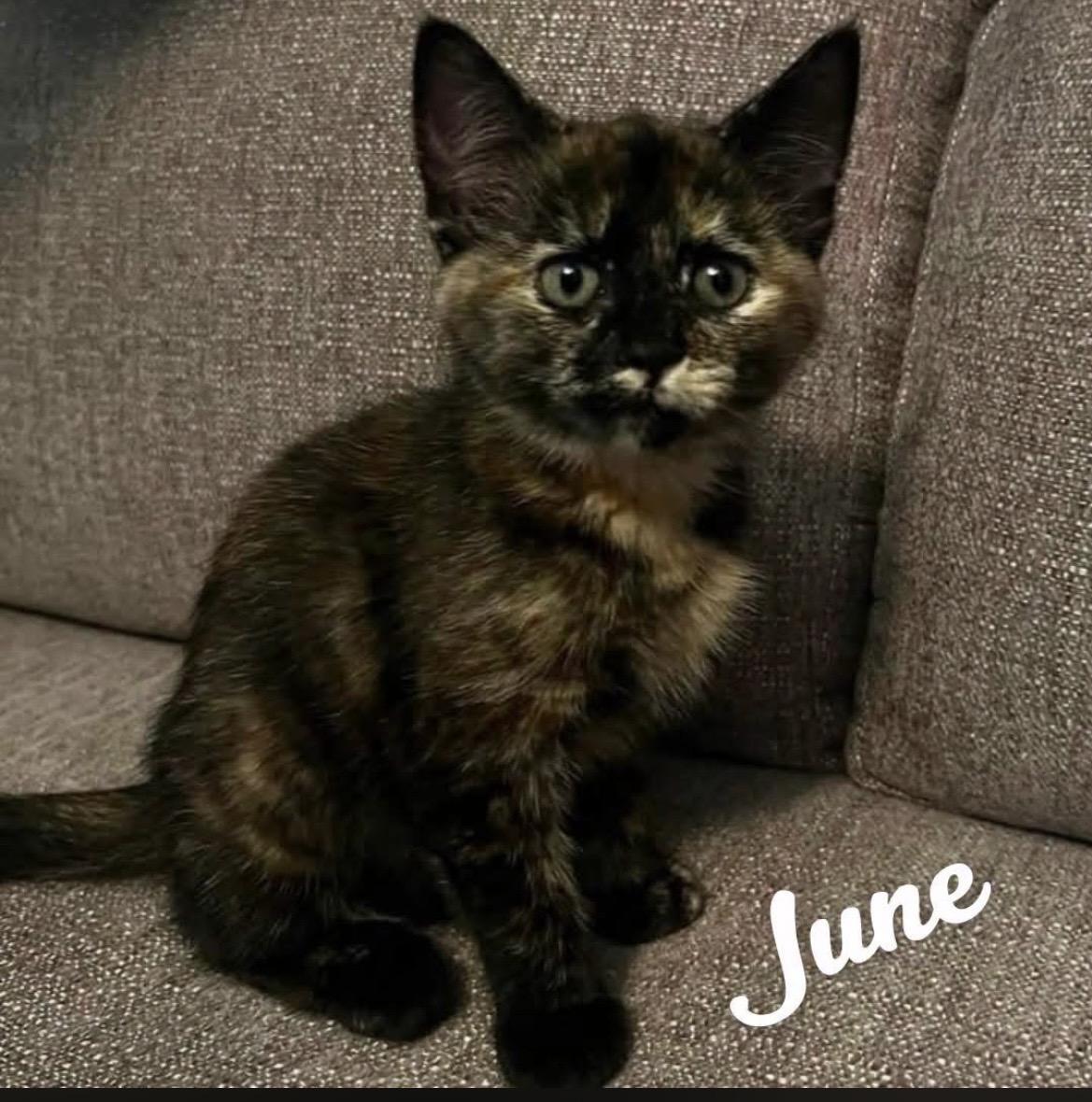 June, adoptable, Kitten Female Tortoiseshell.