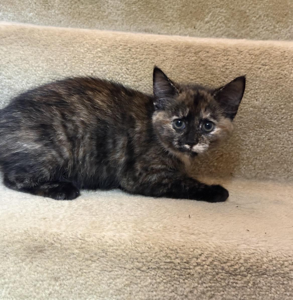 June, an adoptable Tortoiseshell in Kannapolis, NC image 4/4