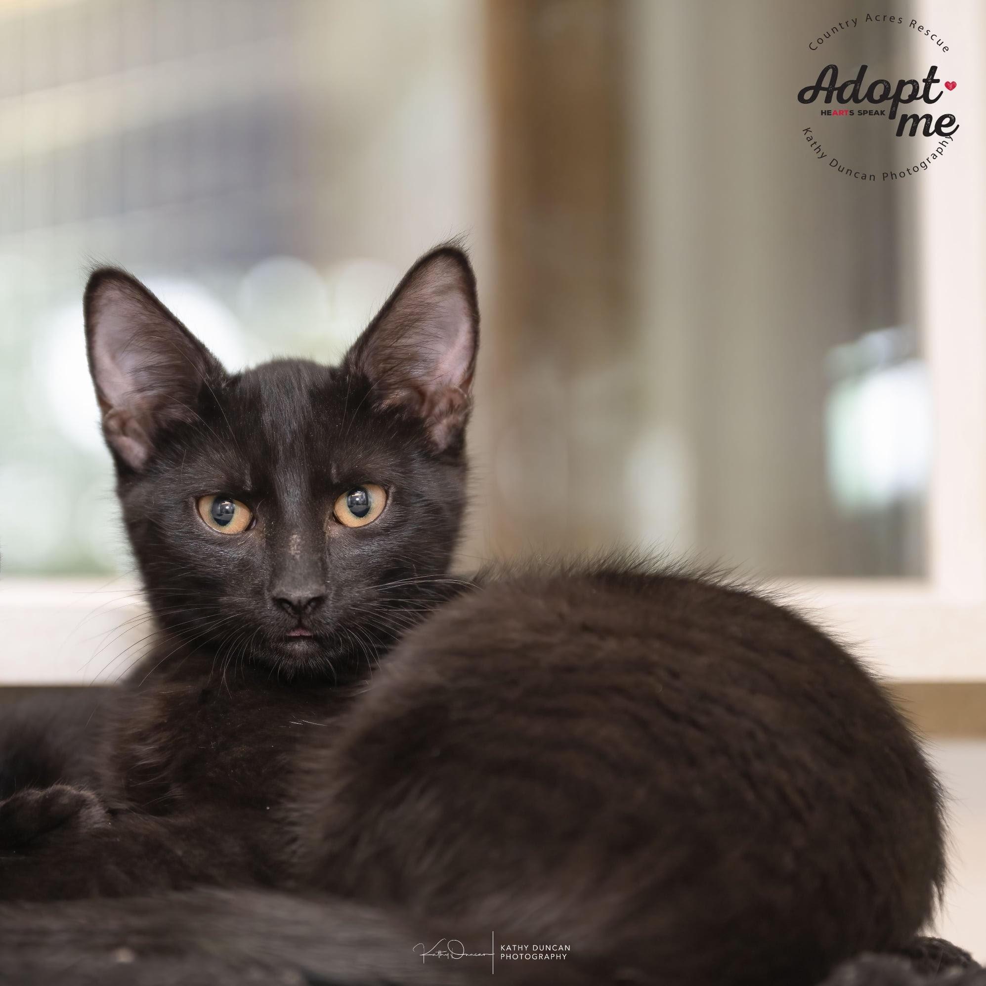 Wednesday, Adoptable, Kitten Male Domestic Short Hair.