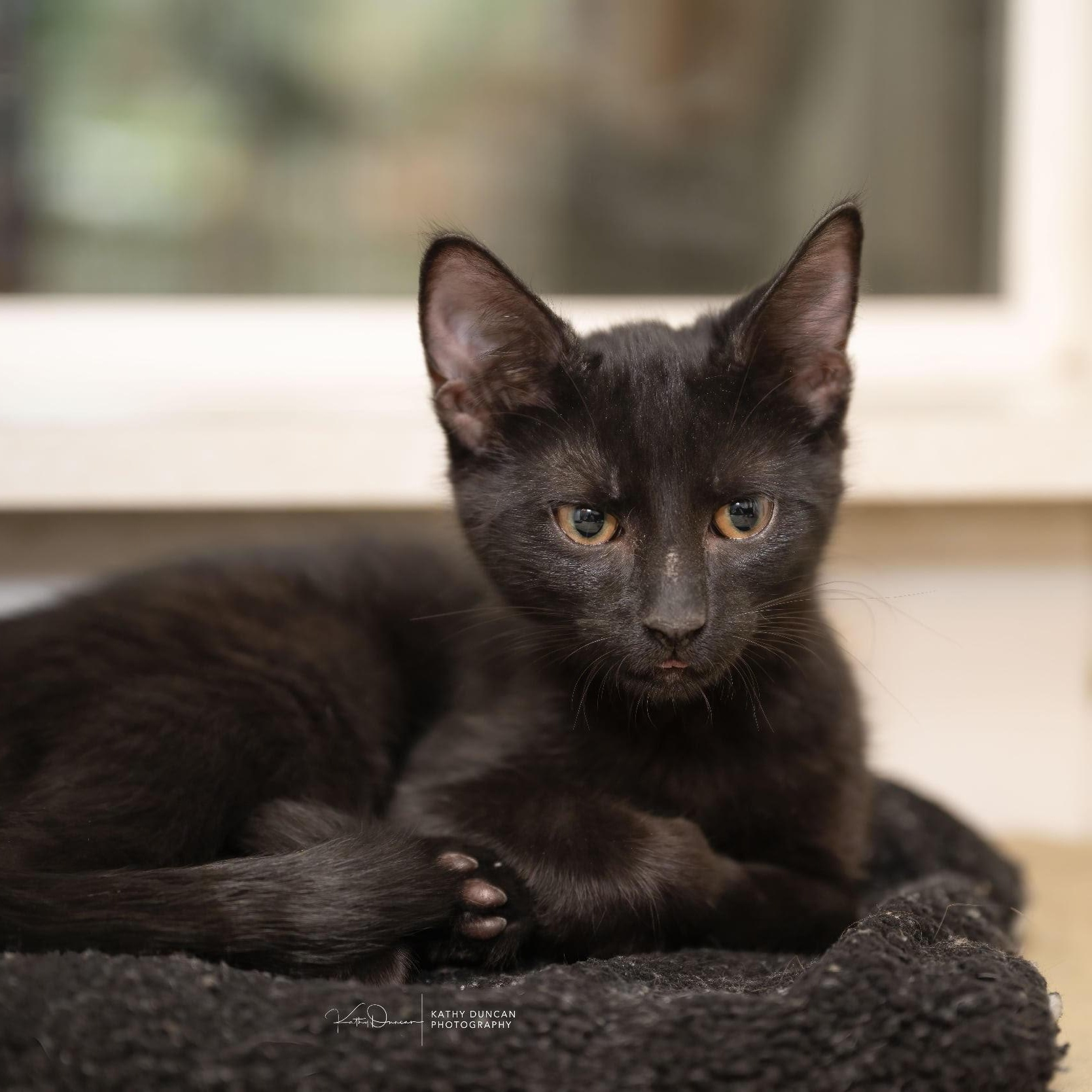 Wednesday, a Adoptable Domestic Short Hair in Manchester, MO image 3/3