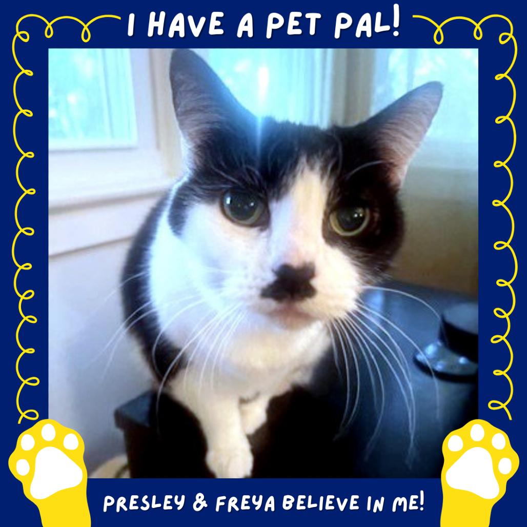 Phoebe, a Adoptable Domestic Short Hair in Falls Church, VA image 1/6