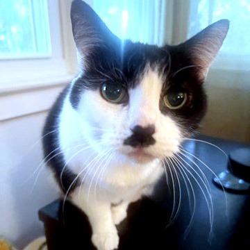 Enlarge Phoebe, a Adoptable Domestic Short Hair in Falls Church, VA image 1/6