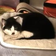 Enlarge Phoebe, a Adoptable Domestic Short Hair in Falls Church, VA image 2/6