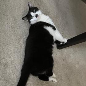 Enlarge Phoebe, a Adoptable Domestic Short Hair in Falls Church, VA image 3/6