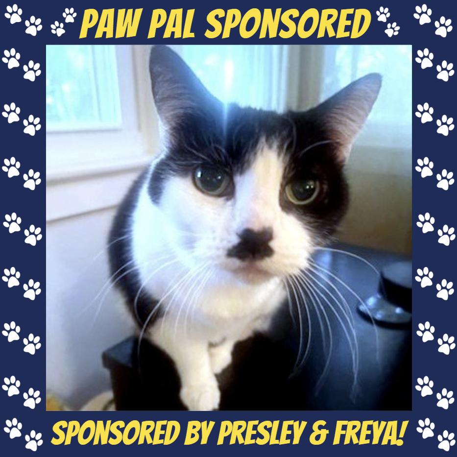 Enlarge Phoebe, a Adoptable Domestic Short Hair in Falls Church, VA image 4/6