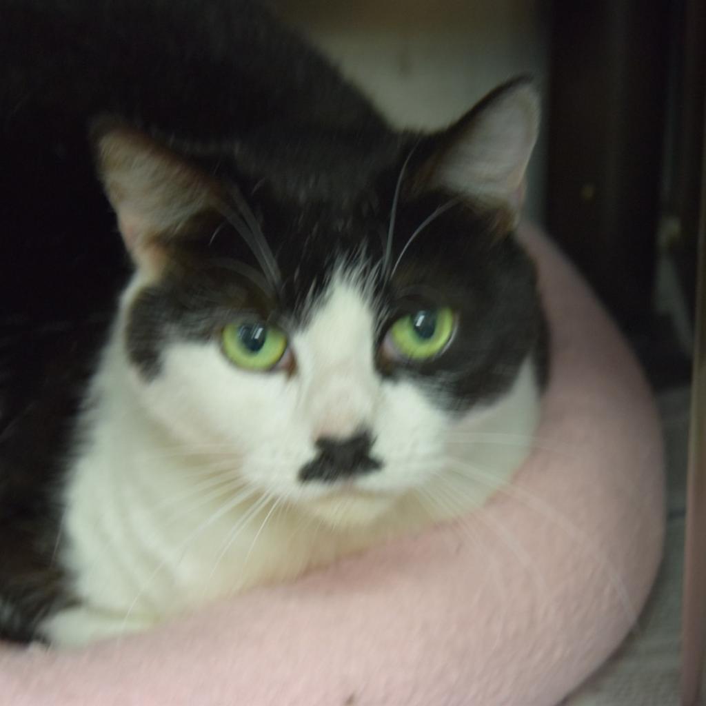 Enlarge Phoebe, a Adoptable Domestic Short Hair in Falls Church, VA image 5/6