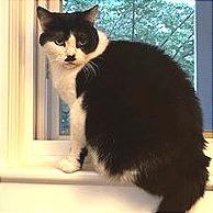 Enlarge Phoebe, a Adoptable Domestic Short Hair in Falls Church, VA image 6/6