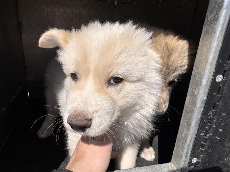 Enlarge JESTER, an adoptable mixed breed in Jenks, OK image 1/1