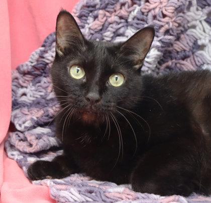 Enlarge Kitty, a Adoptable Domestic Short Hair in Largo, FL image 1/1