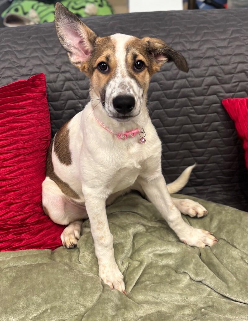 Chimera, a Adoptable mixed breed image 1/6