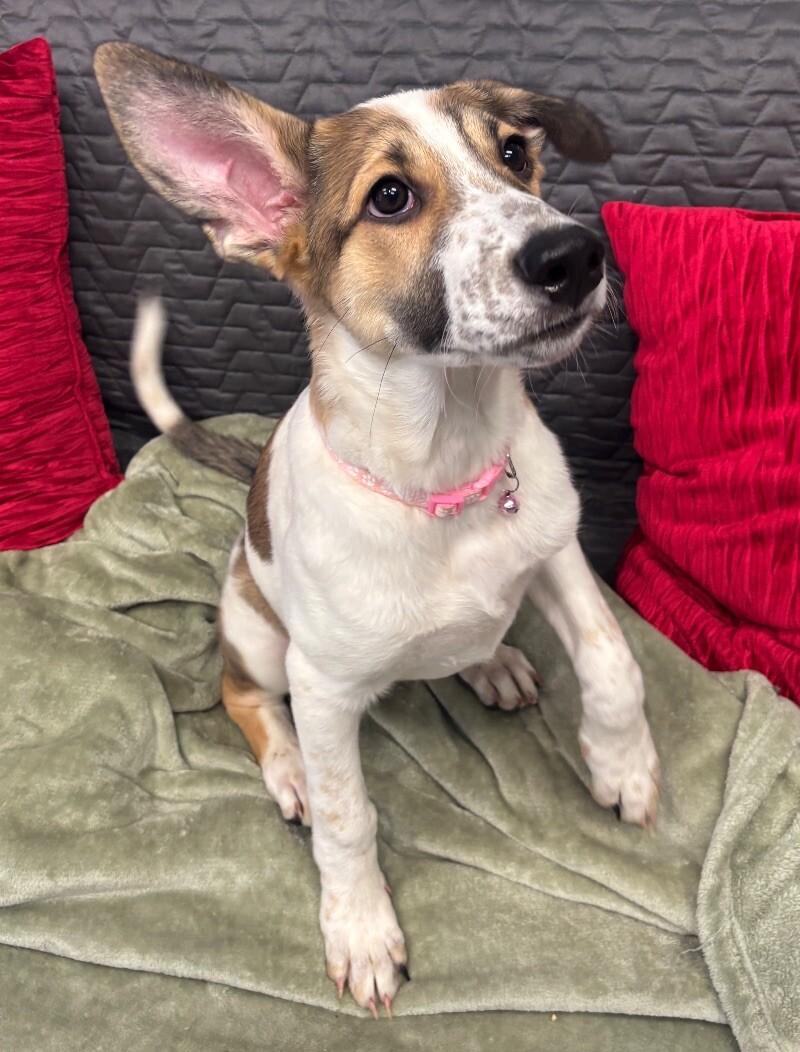 Chimera, a Adoptable mixed breed image 2/6