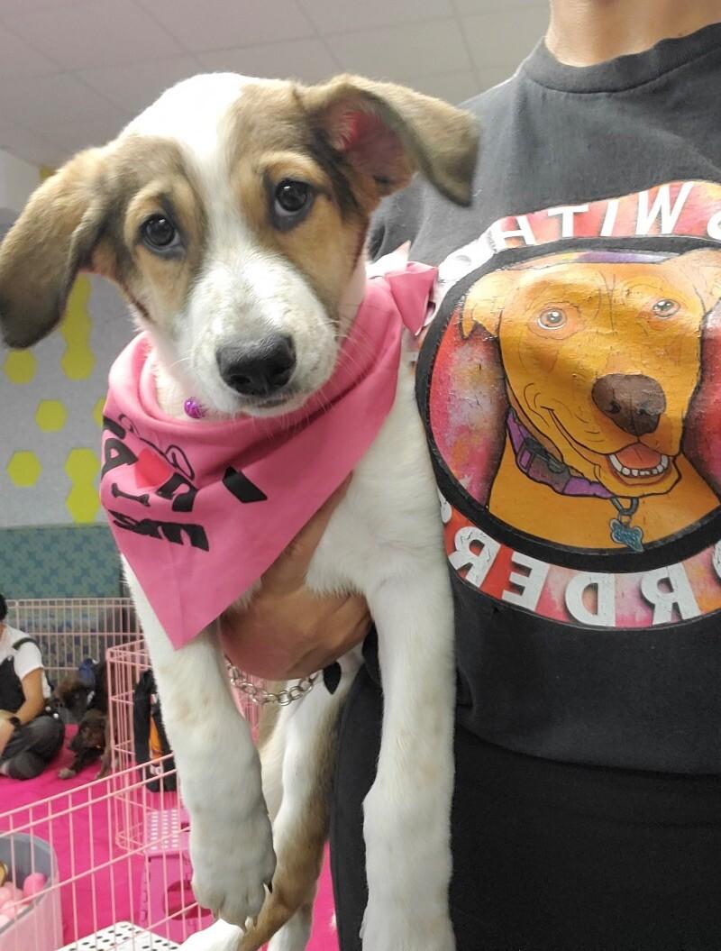 Enlarge Chimera, a Adoptable mixed breed in San Francisco , CA image 2/6