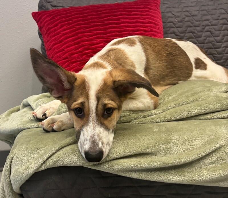 Chimera, a Adoptable mixed breed image 3/6