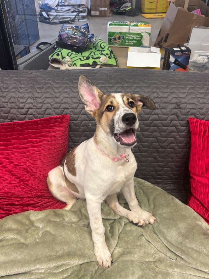 Chimera, a Adoptable mixed breed image 4/6