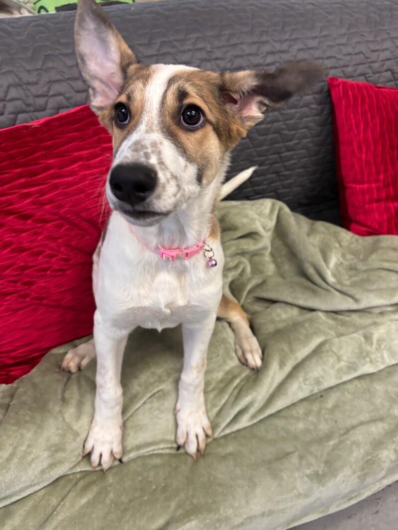 Chimera, a Adoptable mixed breed image 5/6