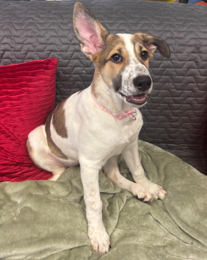 Chimera, a Adoptable mixed breed image 6/6