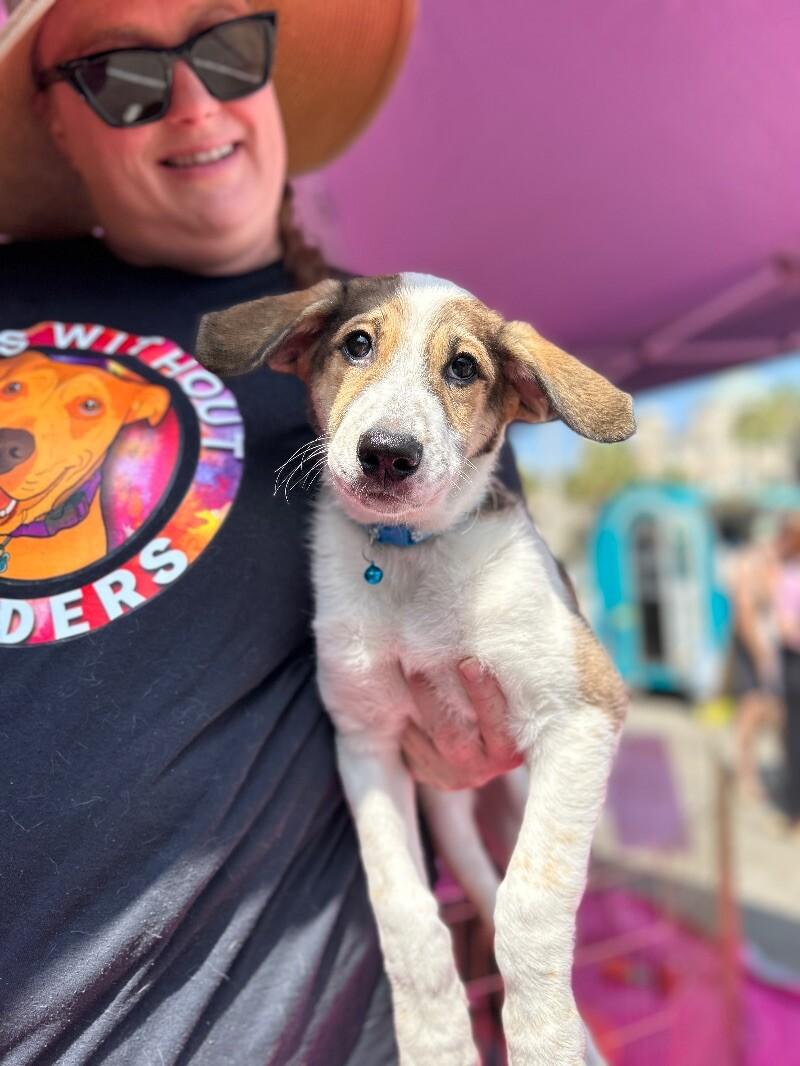 Enlarge Chimera, a Adoptable mixed breed in San Francisco , CA image 6/6