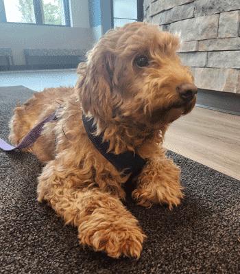 Shelly, an adoptable Goldendoodle in West Decatur, PA, 16878 | Photo Image 2