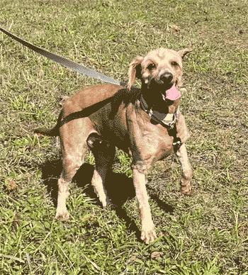Shelly, an adoptable Goldendoodle in West Decatur, PA, 16878 | Photo Image 3