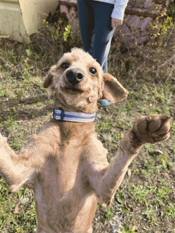Shelly, an adoptable Goldendoodle in West Decatur, PA, 16878 | Photo Image 5