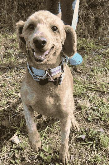 Shelly, an adoptable Goldendoodle in West Decatur, PA, 16878 | Photo Image 1