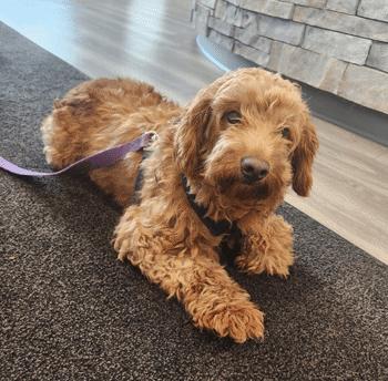 Shelly, an adoptable Goldendoodle in West Decatur, PA, 16878 | Photo Image 2