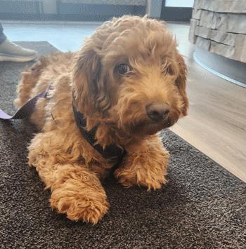 Shelly, an adoptable Goldendoodle in West Decatur, PA, 16878 | Photo Image 6