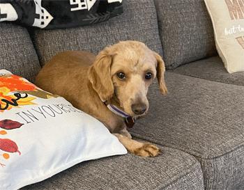 Shelly, an adoptable Goldendoodle in West Decatur, PA, 16878 | Photo Image 3