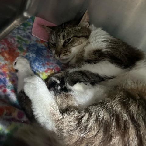 Enlarge Scarlett, a ADOPTABLE Domestic Short Hair in East Brunswick, NJ image 4/4