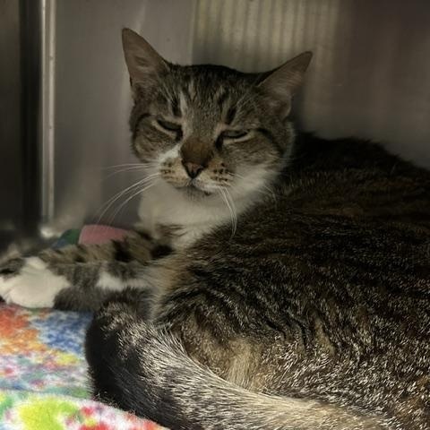 Enlarge Scarlett, a ADOPTABLE Domestic Short Hair in East Brunswick, NJ image 3/4