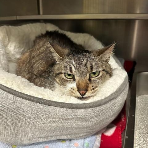 Scarlett, ADOPTABLE, Adult Female Domestic Short Hair.