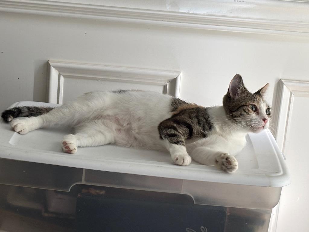 Roxanne26, Adoptable, Young Female Domestic Short Hair.