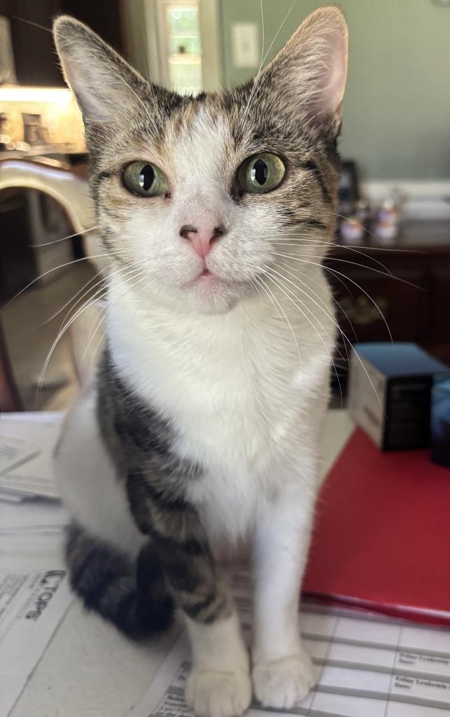 Enlarge Roxanne26, a Adoptable mixed breed in Youngsville, NC image 3/6