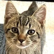 Enlarge Sammy, a Adoptable Domestic Short Hair in Charlotte, NC image 1/3