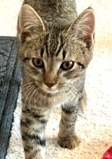 Enlarge Sammy, a Adoptable Domestic Short Hair in Charlotte, NC image 2/3