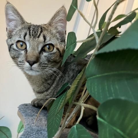 Enlarge Sammy, a Adoptable Domestic Short Hair in Charlotte, NC image 2/6