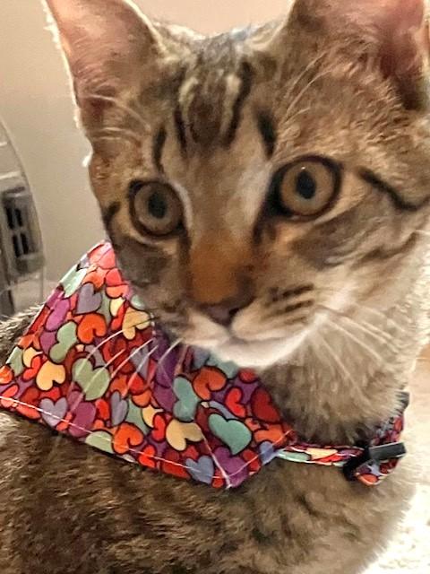 Sammy, Adoptable, Kitten Male Domestic Short Hair.