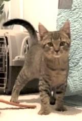 Enlarge Sammy, a Adoptable Domestic Short Hair in Charlotte, NC image 3/3