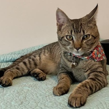 Enlarge Sammy, a Adoptable Domestic Short Hair in Charlotte, NC image 3/6