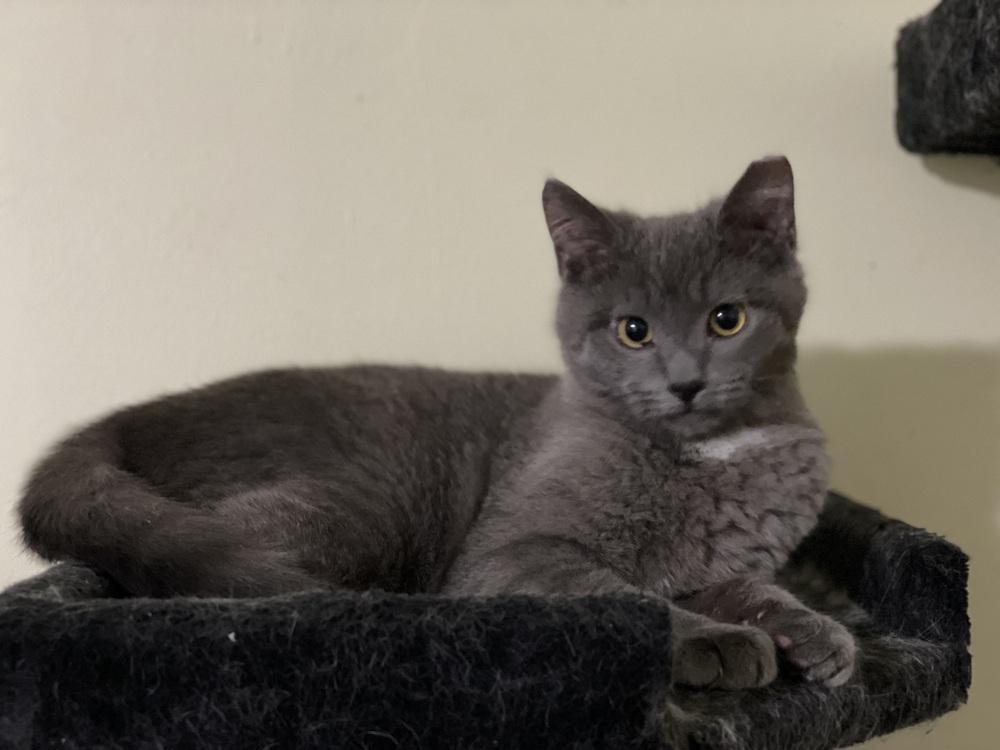 King Charles, Adopted, Kitten Male Domestic Short Hair.