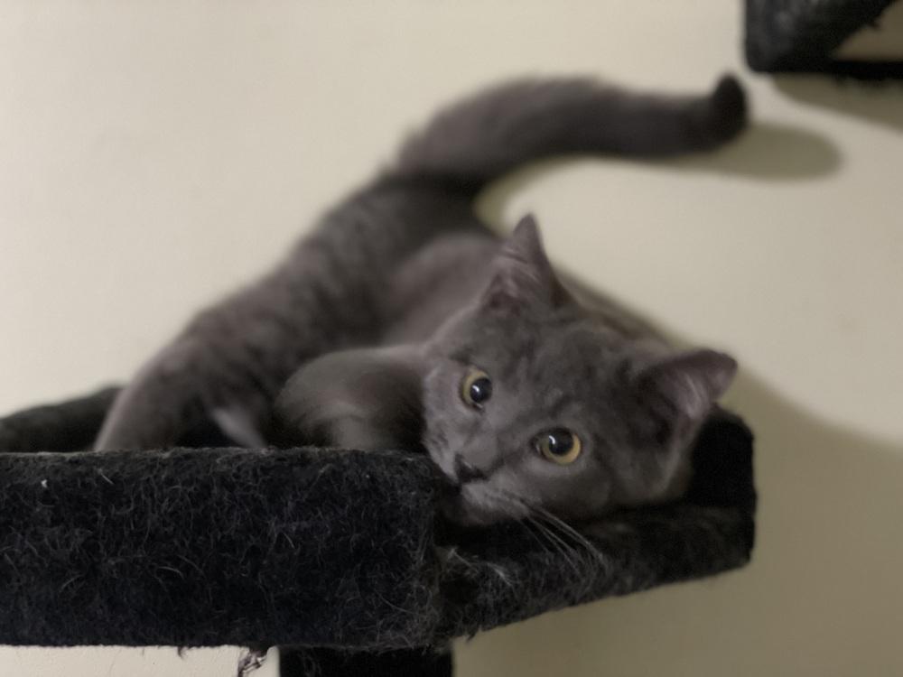 Enlarge King Charles, a Adopted mixed breed in Olyphant, PA image 2/6