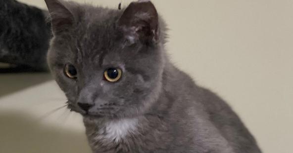 King Charles, Adopted, Kitten Male Domestic Short Hair.