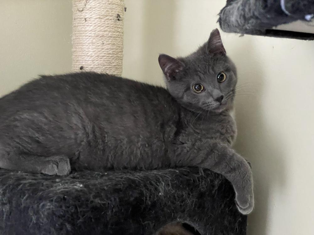 Enlarge King Charles, a Adopted mixed breed in Olyphant, PA image 4/6