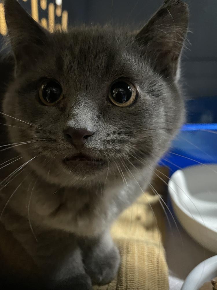 Enlarge King Charles, a Adopted mixed breed in Olyphant, PA image 5/6